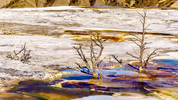 Árboles Muertos Causados Por Aguas Ricas Minerales Vapores Cerca Canary — Foto de Stock