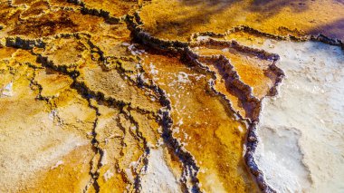 Kahverengi Bakteri Mats, Yellowstone Ulusal Parkı, Wyoming, Usa 'daki Mammoth Sıcak Parkı' ndaki Gayzerler tarafından kurulan Travertine Terasları 'nın suyundaki siyanobakteriler tarafından oluşturuldu.