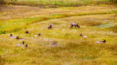 Bir Geyik ya da Wapiti, Birleşik Sates, Wyoming 'deki Yellowstone Ulusal Parkı' ndaki Madison Nehri boyunca otlayan sürüdür.