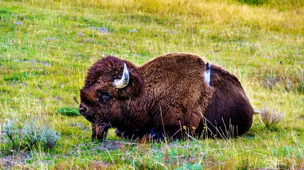 野牛在美国怀俄明州黄石公园麦迪逊河畔的草地上休息 — 图库照片