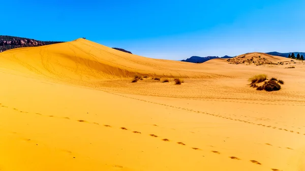 Wędrówka Szczyt Jednego Wydm Coral Pink Sand Dunes State Park — Zdjęcie stockowe