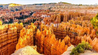 Amerika Birleşik Devletleri 'nin Utah eyaletindeki Bryce Canyon Ulusal Parkı' nın Sunset Point 'teki Vermilion Renkli Serserileri.