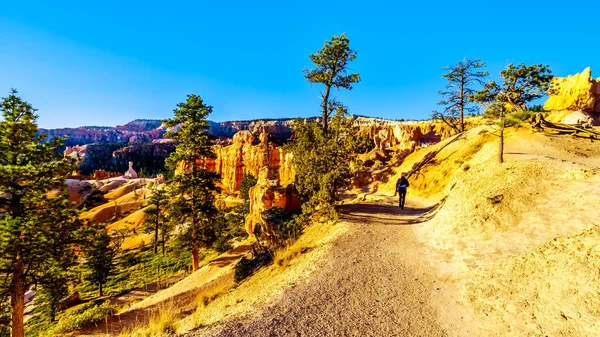 Hiking Navajo Trail Sunrise Vermilion Colored Hoodoos Bryce Canyon National — Stock Photo, Image