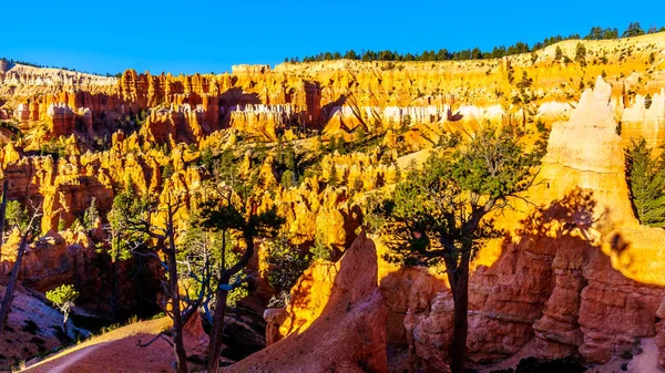 Sunrise Vermilion Colored Hoodoos Langs Navajo Trail Bryce Canyon National — Stockfoto