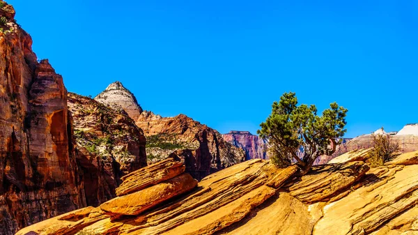 Zion Kanyonu Çevreleyen Dağlar Birleşik Devletler Utah Eyaletindeki Zion Ulusal — Stok fotoğraf