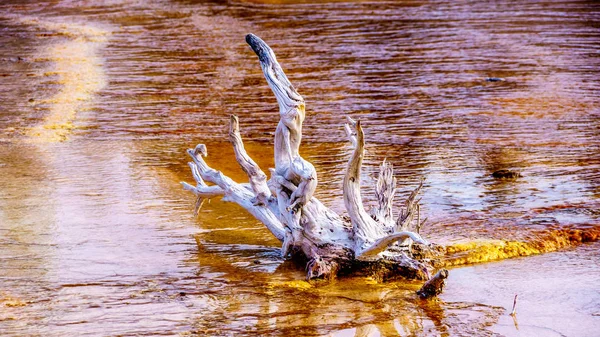 Artful Driftwood Leaves Bacterial Mats Silex Spring Faint Pot Trail — стокове фото