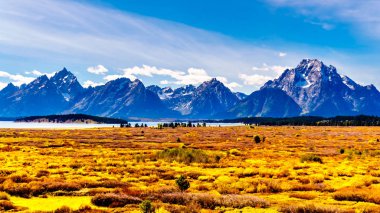 Grand Teton Ulusal Parkı 'nda Turuncu ve Sarı Sonbahar Renkleri. Moran ve çevredeki dağlar arka planda. Wyoming, Birleşik Devletler 'deki Jackson Lake Lodge' dan görüntülendi.