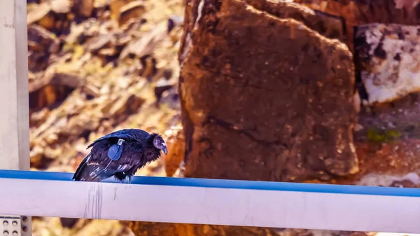 California Condor Resting Steel Cross Beam Navajo Bridge Colorado River — ストック写真