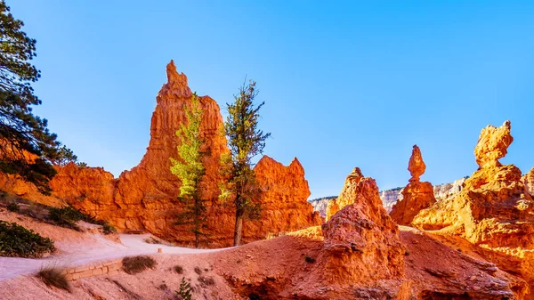 Hiking Sunrise Queen Garden Trail Vermilion Colored Hoodoos Bryce Canyon — Stock Photo, Image