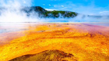 Yellowstone Ulusal Parkı, Wyoming, Birleşik Devletler 'deki Büyük Prizma Baharı' nın renkli bakteri minderleri.
