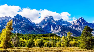 Sonbahar Renkleri ve uzun dağ zirveleri Orta Teton, Grand Teton, Owen Dağı ve Teewinot Dağı Birleşik Devletler Wyoming, Grand Teton Ulusal Parkı 'nın Teton Sıradağları' nda.