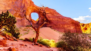Dead Tree in front of The Ear of The Wind, a hole in a rock formation in Monument Valley Navajo Tribal Park on the border of Utah and Arizona, United States clipart