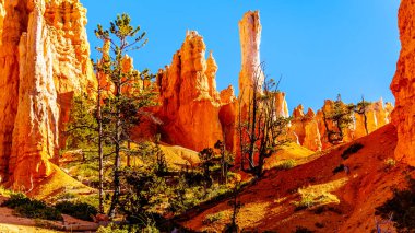 Amerika Birleşik Devletleri 'nin Utah eyaletindeki Bryce Canyon Ulusal Parkı' ndaki Queen 's Garden Patikası' nda parlayan parkın üzerinde gün doğumu