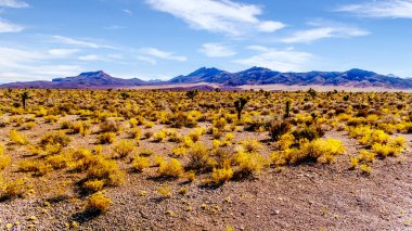Joshua Trees, Büyük Havza Otoyolu boyunca uzanan yarı çöl manzarasında, Nevada SR 95, Panaca ve 51. Bölge arasında, ABD