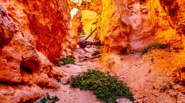 ABD 'nin Utah eyaletindeki Bryce Canyon Ulusal Parkı' ndaki Vermilion renkli Pinnacles ve Hoodoos boyunca Navajo Döngü Yolu 'ndaki Dar Kanyon.