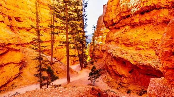 Hiking Navajo Loop Trail Vermilion Colored Pinnacles Hoodoos Bryce Canyon — Stock Photo, Image