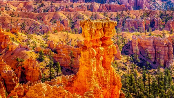 Sunrise Vermilion Colored Pinnacles Hoodoos Amphitheaters Navajo Loop Trail Bryce — Fotografia de Stock