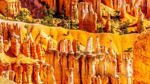 Sunrise Vermilion Colored Pinnacles Hoodoos Amphitheaters Navajo Loop Trail Bryce — Stock Photo, Image