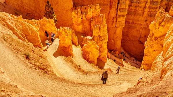 Wall Street Caminhadas Trilha Através Vermelhão Pináculos Coloridos Hoodoos Bryce — Fotografia de Stock