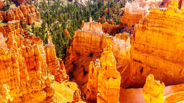 Sunrise Vermilion Colored Pinnacles Hoodoos Amphitheaters Navajo Loop Trail Bryce — Fotografia de Stock