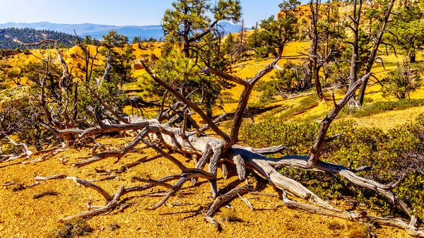 Randonnée Travers Paysage Semi Désertique Les Montagnes Avec Des Arbres — Photo