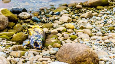 Fraser Nehri 'ne girmeden önce Stave Nehri' ndeki Ruskin Barajı 'nın aşağısındaki Somon Koşusu sırasında Stave Nehri' nde yumurtladıktan sonra Hayward Gölü kıyısında ölü bir somon balığı bulundu.