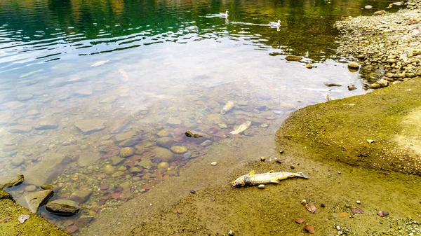 Dead Salmon on the shore of Hayward Lake after spawning in the Stave River during a Salmon Run downstream of the Ruskin Dam on the Stave River before it enters the Fraser River