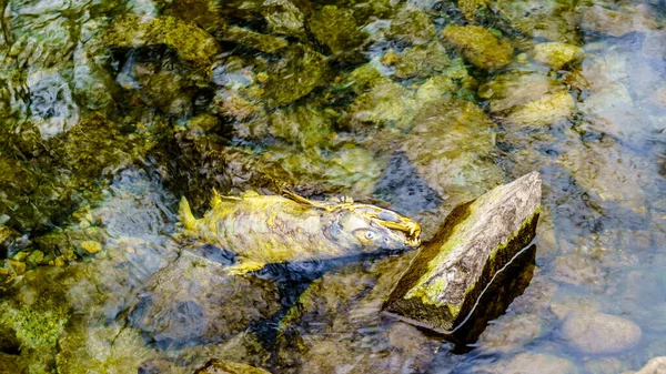 Dead Salmon Shore Hayward Lake Spawning Stave River Salmon Run — Stock Photo, Image