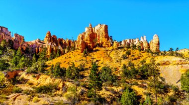 Amerika Birleşik Devletleri 'nin Utah eyaletindeki Bryce Canyon Ulusal Parkı' ndaki Yosun Mağarası yürüyüş patikasının etrafındaki çıngıraklı yılanlar ve kabadayılar