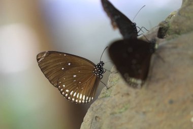 Beyaz spot kelebek kaya ile kahverengi renk