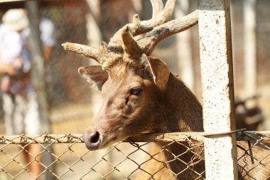 Hayvanat Bahçesi bir genç erkek geyik