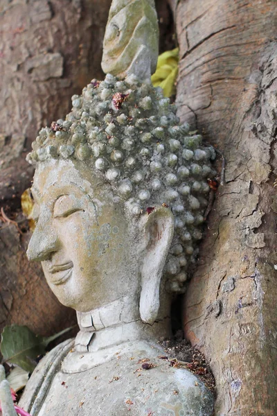 Buddhastaty instängd i trädens rötter på historiska park, Thailand — Stockfoto