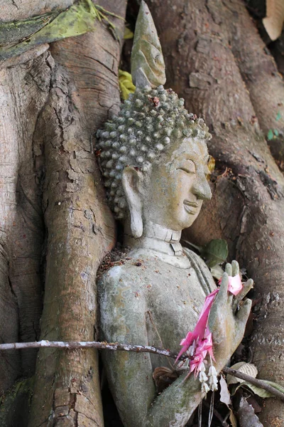 Buddhastaty instängd i trädens rötter på historiska park, Thailand — Stockfoto