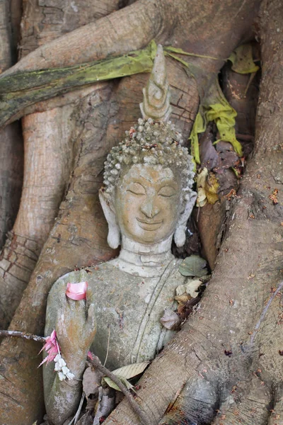 Άγαλμα του Βούδα παγιδευμένοι σε ρίζες δέντρων στο ιστορικό πάρκο, Ταϊλάνδη — Φωτογραφία Αρχείου