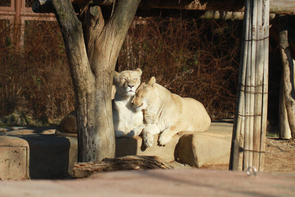 Лев дикой природы и львица лесбиянки обнимаются, Panthera leo в национальном парке
