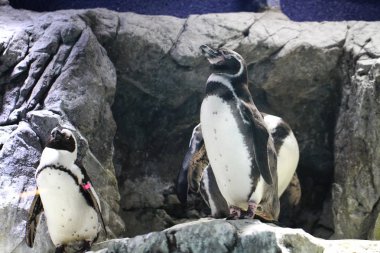 Humboldt Ulusal hayvanat bahçesinde penguenleri gönderme tüm vücut