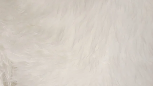Blanco natural esponjoso plana oveja piel de animal doméstico textura fondos, material para la decoración del hogar de la alfombra, cuero textil industria fabricación de negocios — Foto de Stock