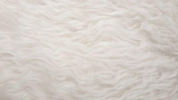 Blanc naturel pelucheux plat mouton texture de peau d'animal de compagnie milieux, matériau pour la décoration de la maison tapis, industrie textile en cuir entreprise de fabrication — Photo