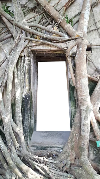 Mockup of blank clear frame template ancient brick door and window surrounding with tree roots