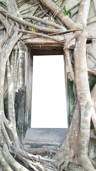Mockup of blank clear frame template ancient brick door and window surrounding with tree roots