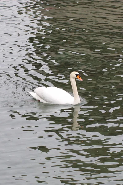 Cisne blanco a raya junto al lago de agua en Suiza — Foto de Stock