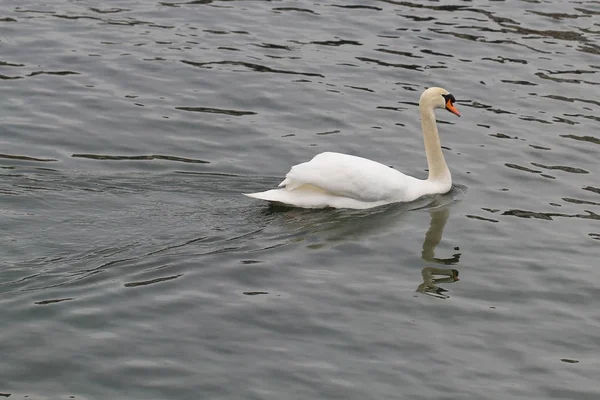 Bílá labuť v zálivu vedle vody jezera na Švýcarsko — Stock fotografie
