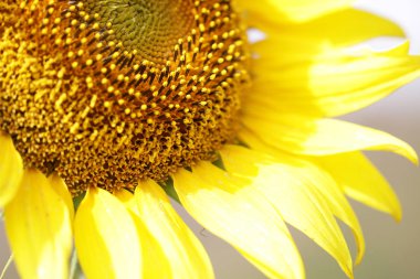 Yakın çekim çekici ayçiçeği Milli Park, taze organik çiçek arka planlar, 