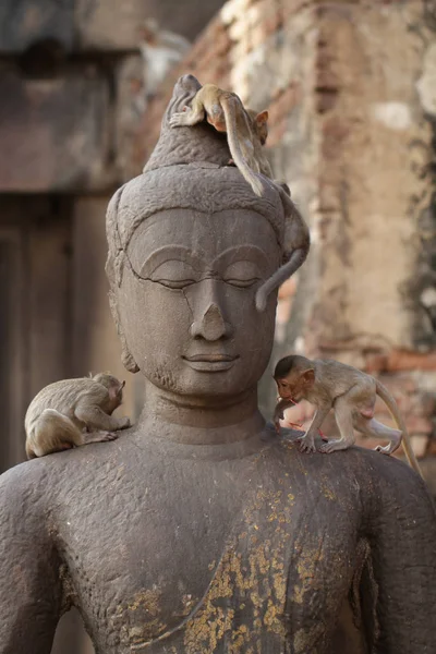 Barn Monkey Stående Spelar Gamla Buddha Huvud Staty Uppriktig Djur — Stockfoto