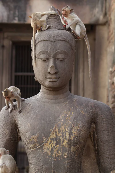 Barn Monkey Stående Spelar Gamla Buddha Huvud Staty Uppriktig Djur — Stockfoto