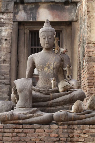 Monkey Familjen Sittande Spelar Gamla Skadade Buddha Statyn Uppriktig Djur — Stockfoto