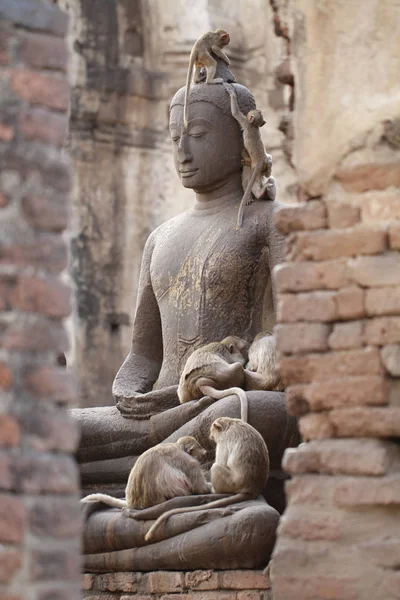 Affenfamilie Sitzt Auf Alten Beschädigten Buddha Statue Ehrliche Tierwelt Gruppe — Stockfoto