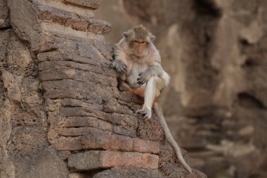 Eski hasarlı tuğla duvara yaz sezonu, samimi eski hayvan yaban hayatı, memeli tarihi seyahat hedef Asya, ev dekorasyon duvar kağıdı oturan maymun