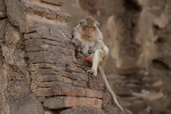 Eski hasarlı tuğla duvara yaz sezonu, samimi eski hayvan yaban hayatı, memeli tarihi seyahat hedef Asya, ev dekorasyon duvar kağıdı oturan maymun