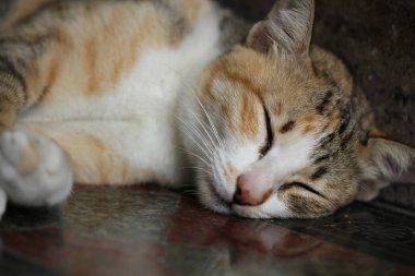 yakın çekim tekir kedi gevşeme taş zemin, uyku uyku, tüylü yavru kedi,